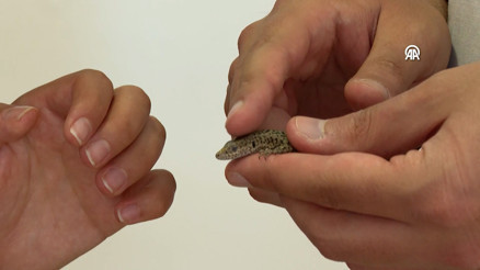 Keşfettiği kertenkele türüne vefat eden annesinin ismini verdi