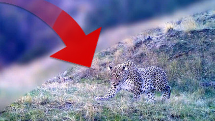 Nesli en tehlikede kategorisinde Fotokapana yansıyan görüntüyü Bakan Yumaklı paylaştı