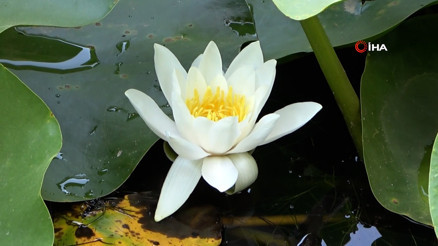 Bu çiçeği koparmanın cezası 557 bin 212 TL