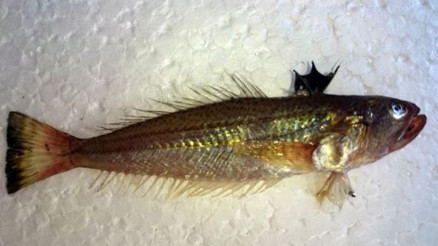 Dikenleri zehirli balık alarmı Uzmanlar uyarıyor: Değdiği an hastanelik eder