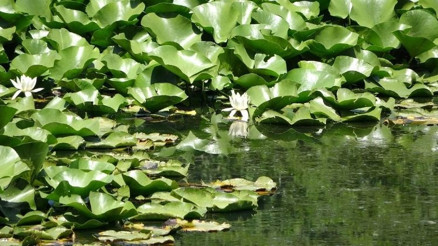 Bu bitkiyi koparan yandı, cezası tam 557 bin 212 lira