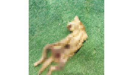 Kesiklerin ardında kim var