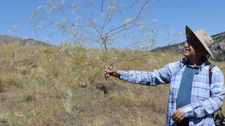 Toroslarda yeni anason türü keşfedildi Nesli yüksek tehdit altında