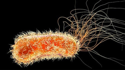 Bilim insanlarından çarpıcı araştırma: Hastane malzemelerini yiyen bakteri türü keşfedildi