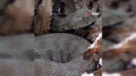 Tek ısırığı bir insanı öldürmeye yetiyor Tunceli’de koca engerek yılanı görüntülendi