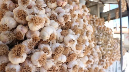 Sahtekarlık sarımsağa da sıçradı, Taşköprü sarımsağı diye Çin sarımsağını’ sattılar