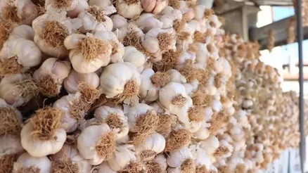 Taşköprü sarımsağı diye Çin sarımsağını’ sattılar