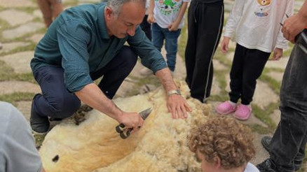 Koyunlara bayram tıraşı