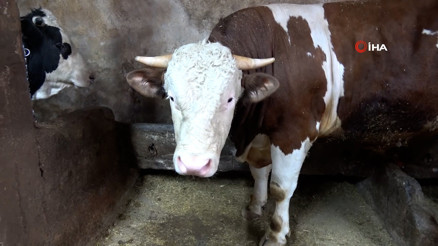 Erzurum’da 1 ton 200 kilo gelen tosun alıcısını buldu