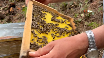 Bu balın azı şifa, fazlası tehlike Bu balın azı şifa, fazlası tehlike