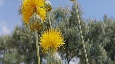 Tülüşahı koparan yandı, cezası 557 bin TL olarak belirlendi