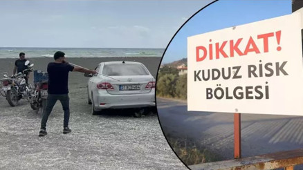 Kuduz karantinasındaki 4 mahallede başıboş köpekler toplanmaya başladı