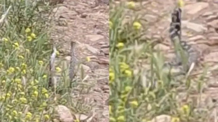 Yılanların dansı böyle görüntülendi