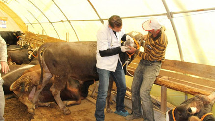Oda başkanından ‘bayram’ çağrısı... Veteriner hekimlerden yardım alın