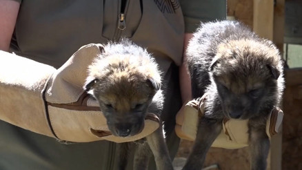 Yaylada bitkin halde bulunan 4 kurt yavrusu koruma altına alındı