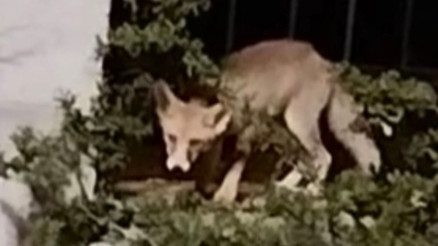 Osmaniyede yiyecek aramak için yerleşim yerine indi
