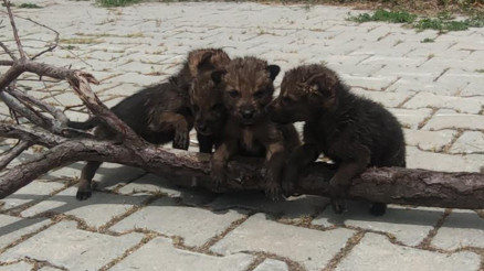 Yaylada bitkin halde bulundular Tehlikeli olabilir