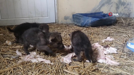 Bitkin halde bulunan 4 kurt yavrusu koruma altına alındı: Tehlikeli olabilir