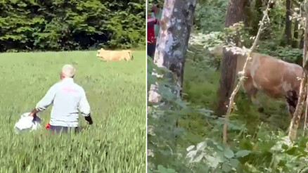 Boluda kaçan kurbanlık boğa ormanda yakalandı