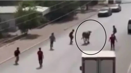 Kaçan boğa ortalığı bir birine kattı, diğeri ise denizde telef oldu