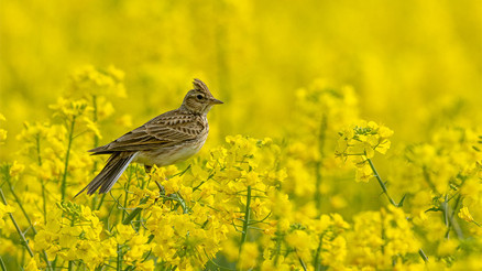 Anadolu’nun kuşlu-çiçekli takvimi
