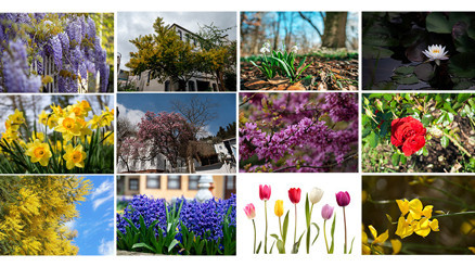 İstanbul baharı çiçekleriyle bambaşka