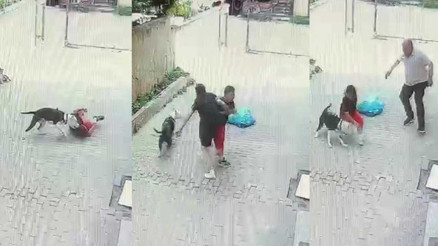 Ataşehirde pitbull cinsi köpek çocuğa saldırdı