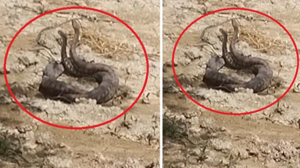 Hatayda yılanların çiftleşme dansı kamerada