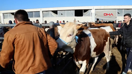 Bakan Yumaklı: Kalan kurbanlıklar, Et ve Süt Kurumu tarafından satın alınacak