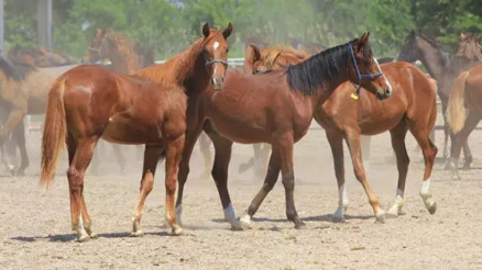 Litresi 2,5 milyon lira, yok satıyor