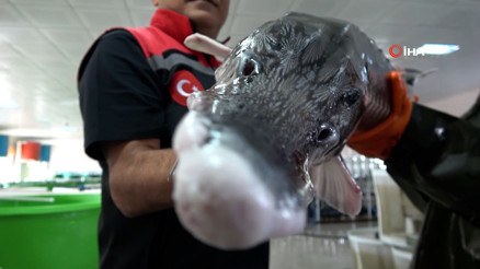 Nesli tehlike altındaki sivriburundan sadece 150 tane kaldı