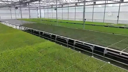 Bakan Yumaklı, Bafra ve Çaycuma Sera OTBlerinde üretime başlandığını bildirdi