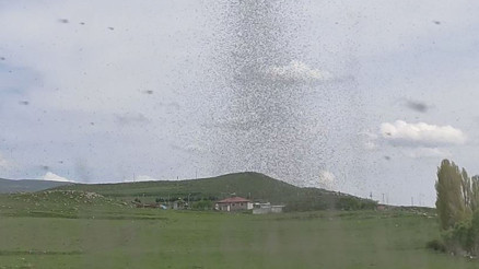 Bir ilçenin kabusu oldu Akşam saatlerinde ortaya çıkıyor: Özellikle ışığa doğru gidiyorlar