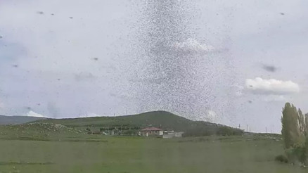 Çıldır Gölü’nde sinek istilası