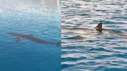 Gökova Körfezi’nde beyaz kum köpekbalığı görüldü