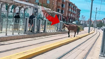 Eskişehirde ilginç olay: Tramvay durağındaki atı görenler şaştı kaldı
