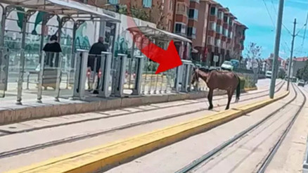 Tramvay rayları üzerindeki başı boş at şaşırttı