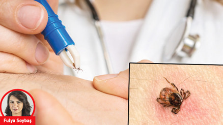 10 maddede kene hakkında doğru bilinen yanlışlar