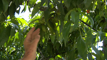 Tonlarca armut ve şeftaliyi koparıp yere atıyorlar
