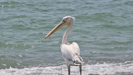 Pelikanın yalnızlığı üzdü Göç yolunda tek başına kaldı