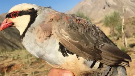 Keklik kene yer mi Kene vakalarının çoğalmasının ardından keklik popülasyonu tartışma konusu oldu