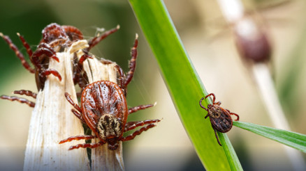 Kene istilası mı var Yeni bulunan tür hayatımızı nasıl etkileyecek ‘Diğer türlere göre yayılım hızı daha yüksek
