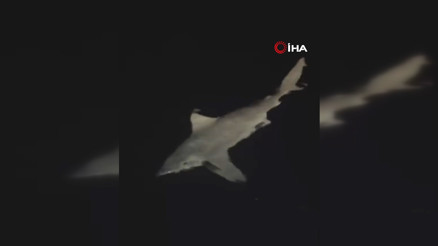 Heyecanla yakaladığı 2 buçuk metrelik devasa köpek balığını denize bıraktı