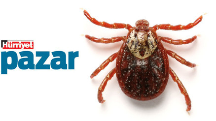 ‘Kene tutunması’ yine gündemde