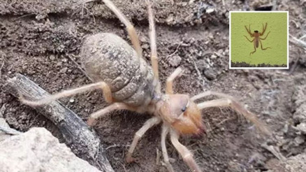 Ölüme yol açıyor Zehirli sarı kız örümceği görüldü