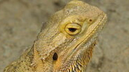 Türkiyeye yasa dışı yollarla getirip internette satıyorlar İlginç notlar: İştahı yerinde, takas düşünülür...