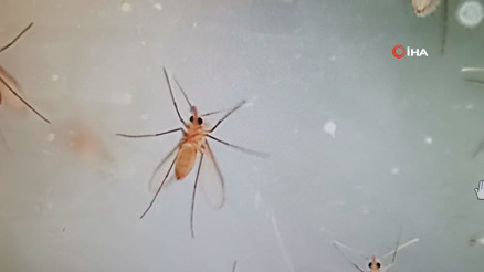 Uzmanlardan Yakarca uyarısı