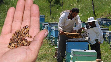 Çöpe gidiyordu, şimdi kilosu 3 bin TL’den satılıyor... 1 kilogram ete eşdeğer protein barındırıyor