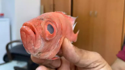 Antalya’da ilk kez ‘mandagöz’ balığı görüldü