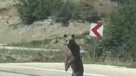 Boluda yola indi, köy muhtarı telefonuyla görüntüledi